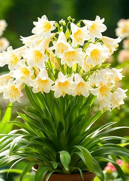 💖 Hanging Lily of the Valley 🌸 Instantly Add Elegance to Any Space