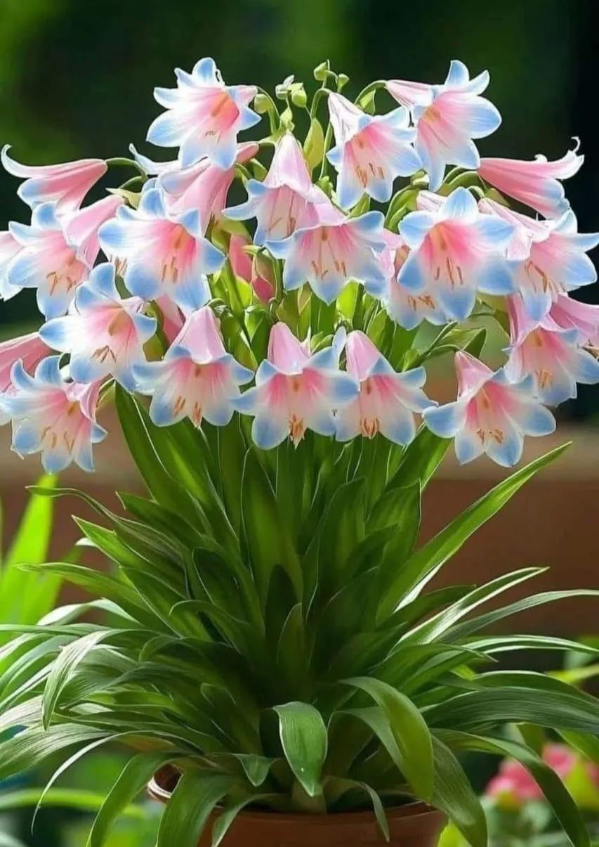 💖 Hanging Lily of the Valley 🌸 Instantly Add Elegance to Any Space