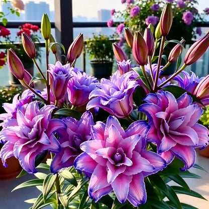 🌸Starlight Queen Oriental Lily Bulbs