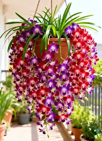 🌺Last Day 50% OFF🌸Dendrobium orchid bulbs