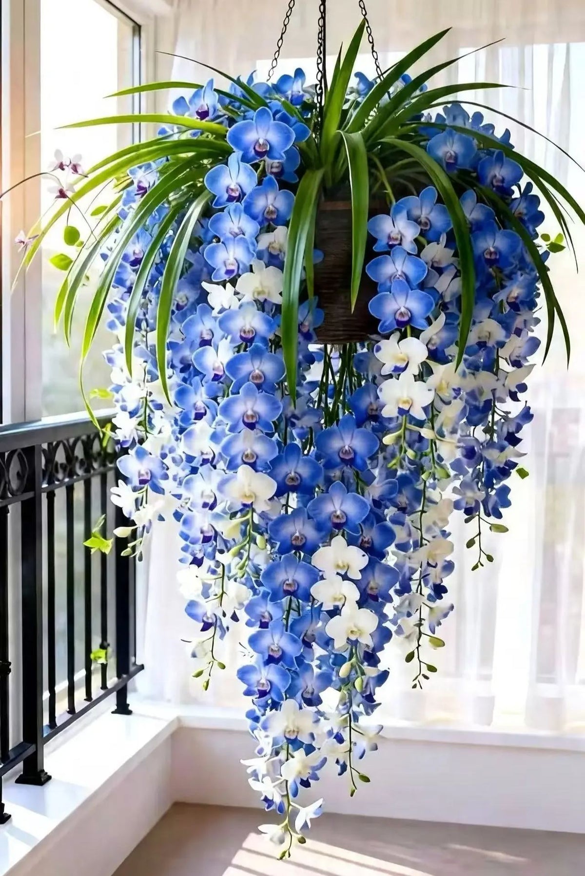 🌺Last Day 50% OFF🌸Dendrobium orchid bulbs