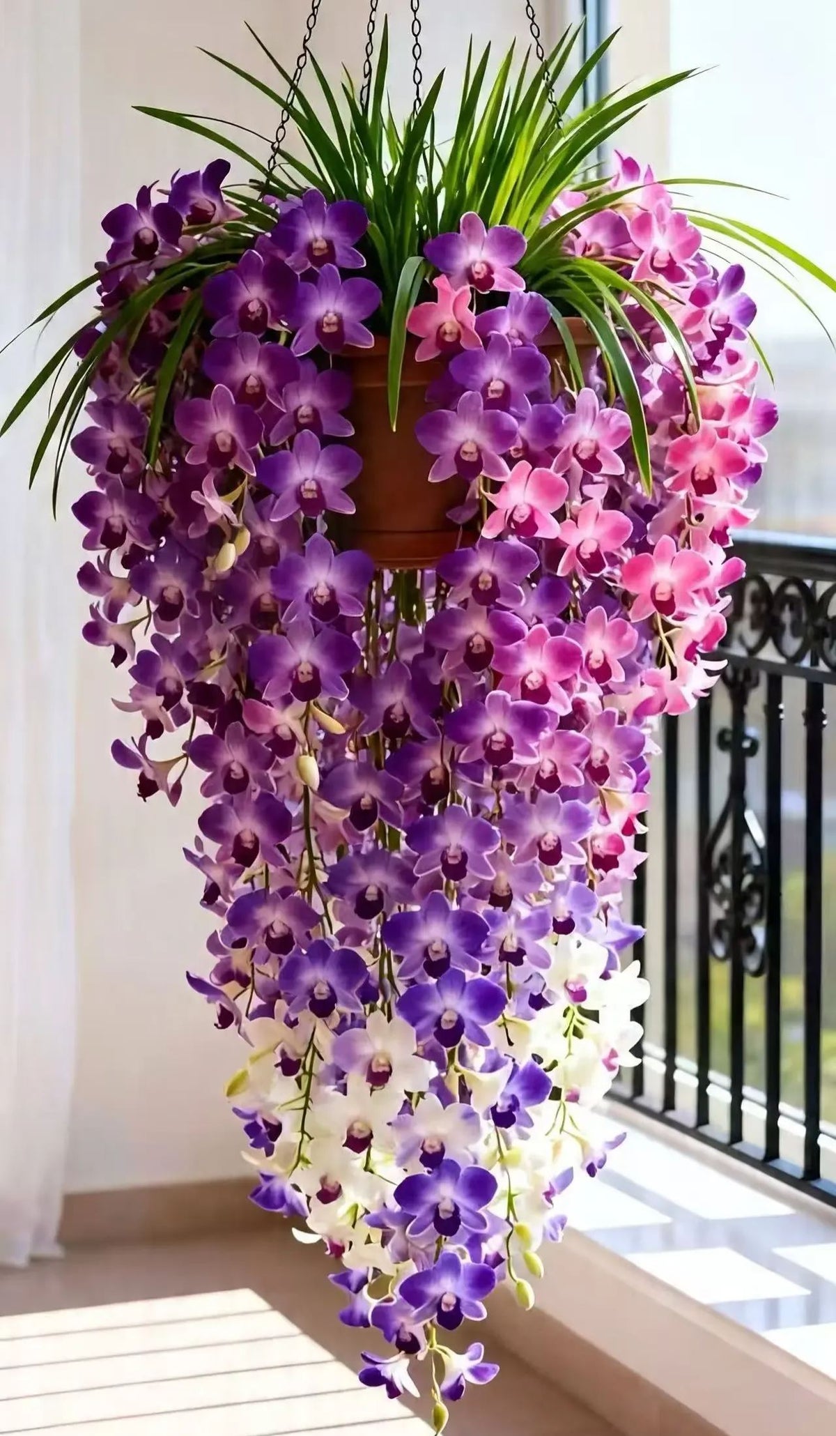 🌺Last Day 50% OFF🌸Dendrobium orchid bulbs