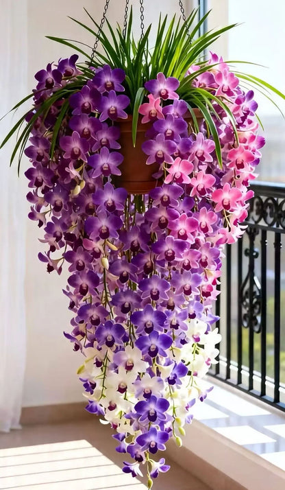 🌺Last Day 50% OFF🌸Dendrobium orchid bulbs