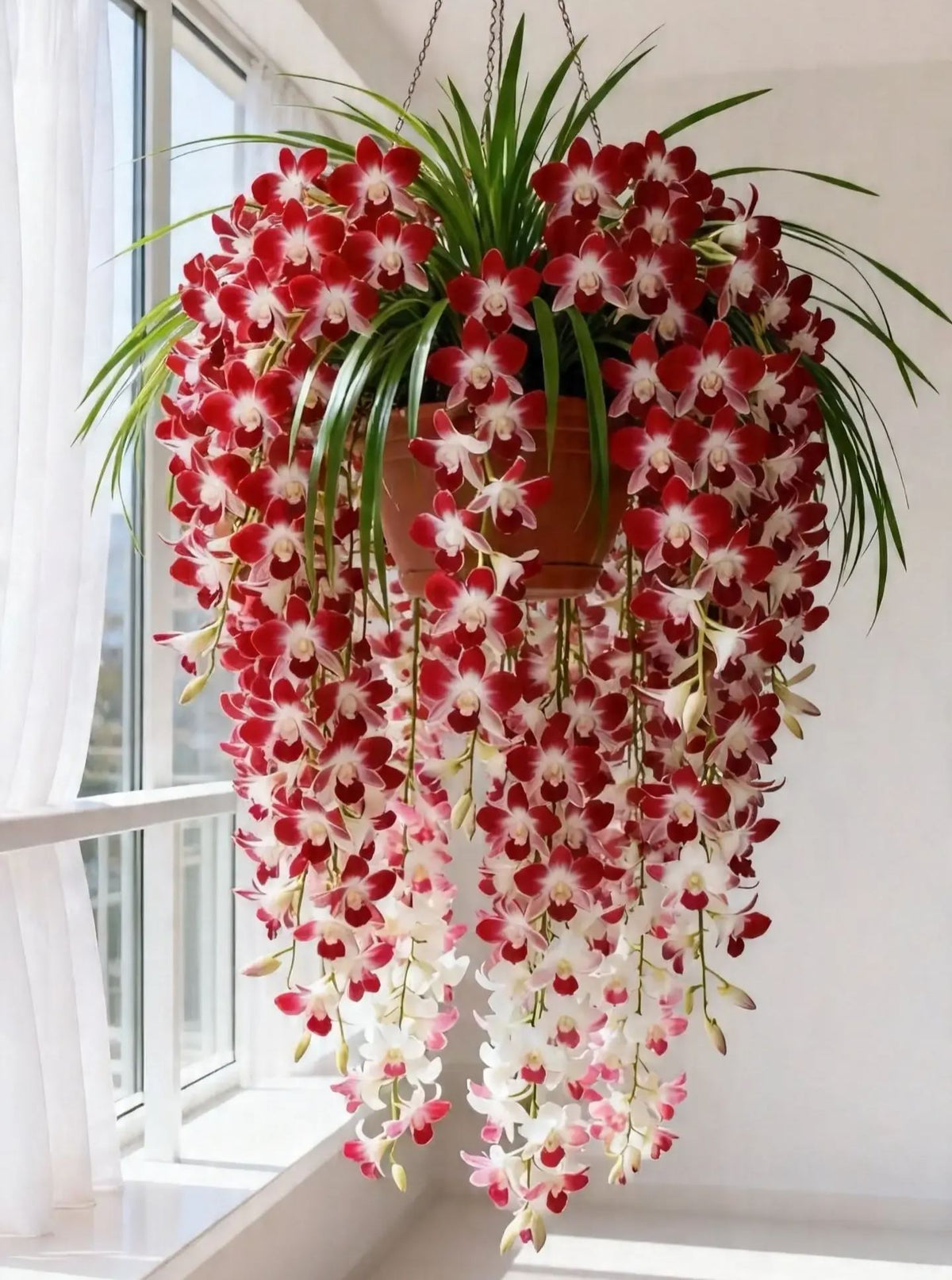 🌺Last Day 50% OFF🌸Dendrobium orchid bulbs