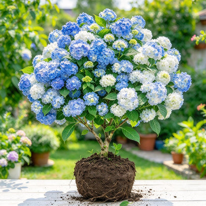 💐Last Day 50% OFF💐Gorgeous Hydrangea Tree Bulbs