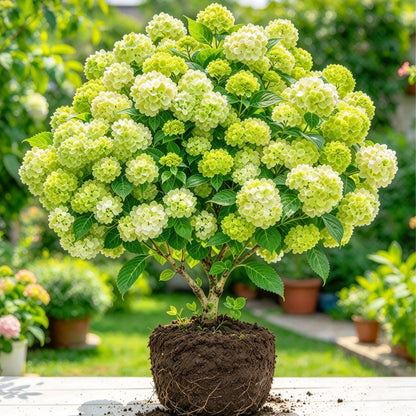 💐Last Day 50% OFF💐Gorgeous Hydrangea Tree Bulbs