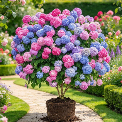 💐Last Day 50% OFF💐Gorgeous Hydrangea Tree Bulbs