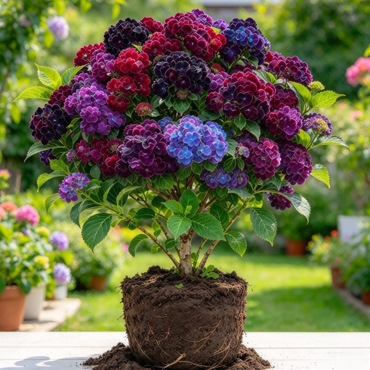 💐Last Day 50% OFF💐Gorgeous Hydrangea Tree Bulbs