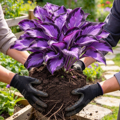 Rare Flame Heart Hosta Bulbs🔥 Shade Loving Exotic Plant