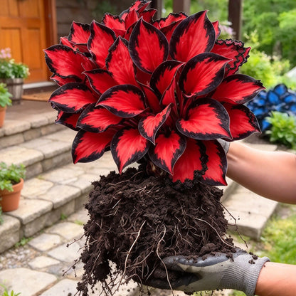 Rare Flame Heart Hosta Bulbs🔥 Shade Loving Exotic Plant