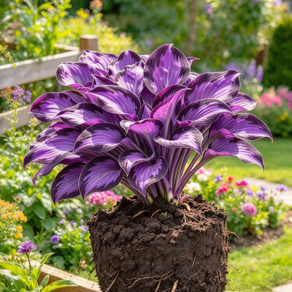 Rare Flame Heart Hosta Bulbs🔥 Shade Loving Exotic Plant