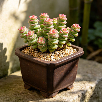 🍀 Money Plant Succulent – Compact Coin-Leaf Plant for Home & Office