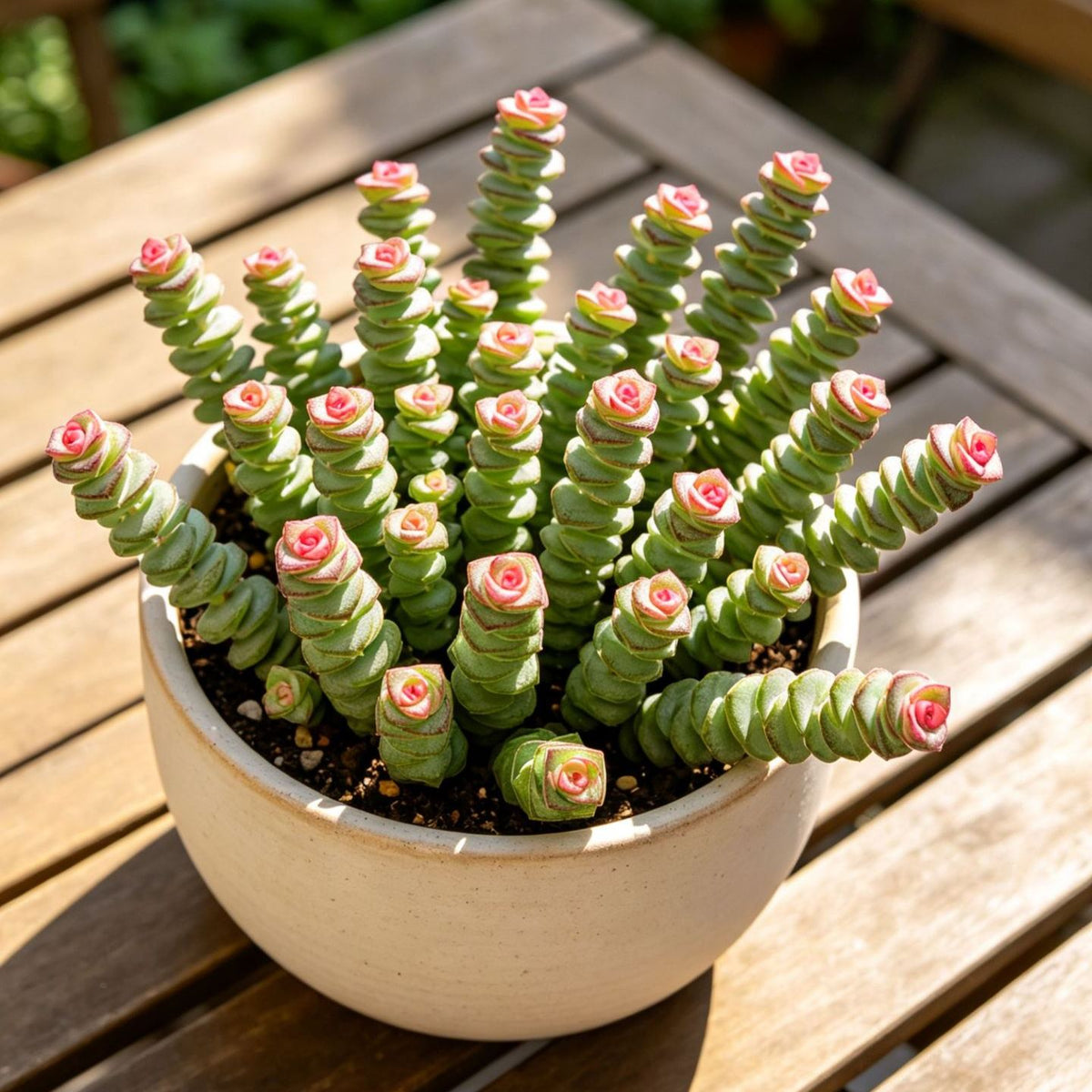 🍀 Money Plant Succulent – Compact Coin-Leaf Plant for Home & Office