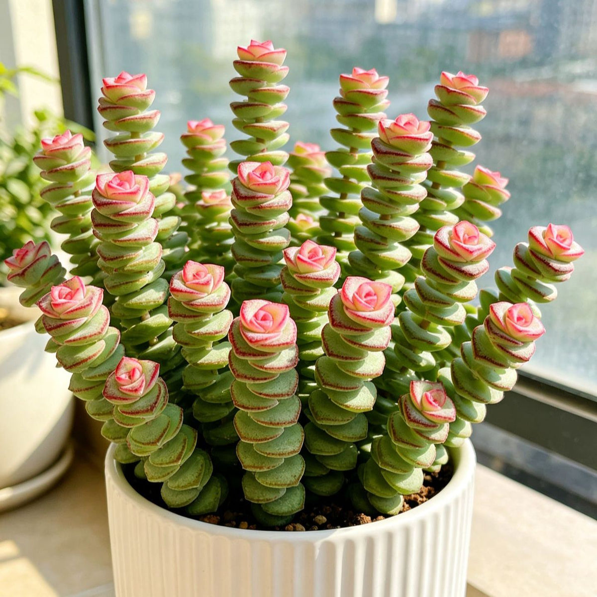 🍀 Money Plant Succulent – Compact Coin-Leaf Plant for Home & Office