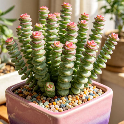 🍀 Money Plant Succulent – Compact Coin-Leaf Plant for Home & Office