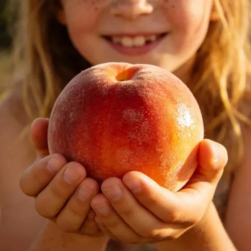 🔥 New Arrival 🍑 ‘Honey Red’ Dwarf Peach Tree Seeds