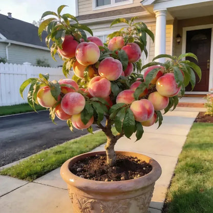 🔥 New Arrival 🍑 ‘Honey Red’ Dwarf Peach Tree Seeds