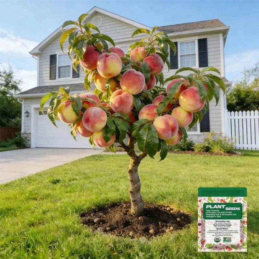🔥 New Arrival 🍑 ‘Honey Red’ Dwarf Peach Tree Seeds