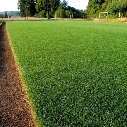 🔥Last Day Promotion 49% OFF🔥🌱2026 Evergreen Dwarf Grass Seed for Four Seasons