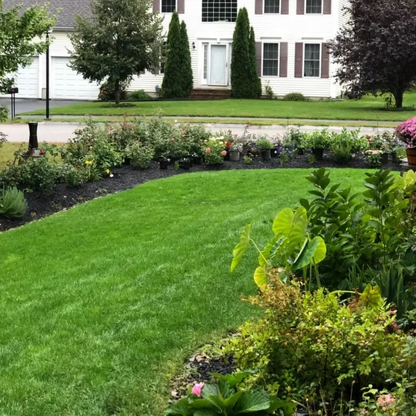 🔥Last Day Promotion 49% OFF🔥🌱2026 Evergreen Dwarf Grass Seed for Four Seasons