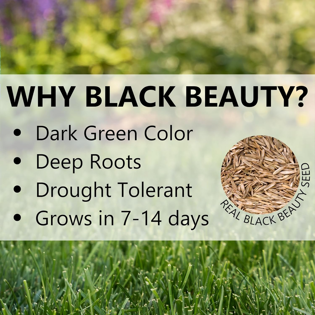 🔥Last Day Promotion 49% OFF🔥🌱2026 Evergreen Dwarf Grass Seed for Four Seasons
