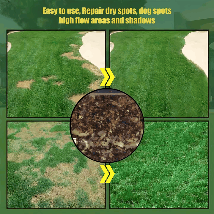 🔥Last Day Promotion 49% OFF🔥🌱2026 Evergreen Dwarf Grass Seed for Four Seasons