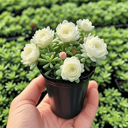 Last Day 50% OFF🔥Double Flowered Rose Orchid Bulbs Cold resistant and fragrant