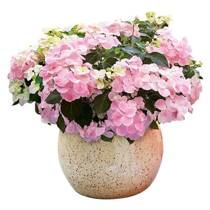 Hydrangea Seeds – Grow Full, Easy Blooms for Your Garden