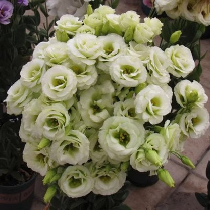 Eustoma / Lisianthus Grandiflorum Seeds - Thornless Rose-60% OFF