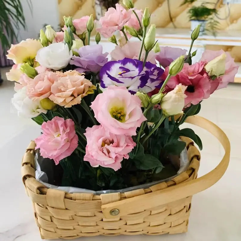 Eustoma / Lisianthus Grandiflorum Seeds - Thornless Rose-60% OFF