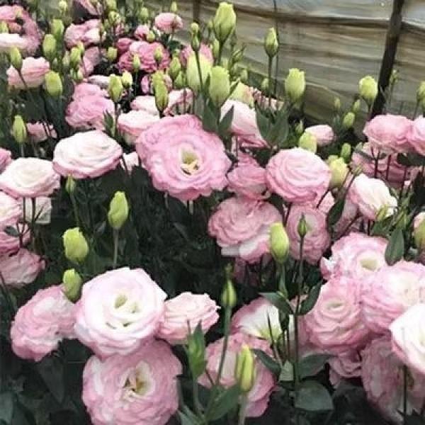 Eustoma / Lisianthus Grandiflorum Seeds - Thornless Rose-60% OFF