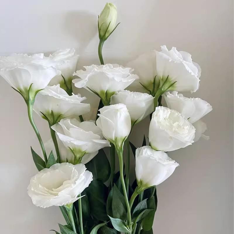 Eustoma / Lisianthus Grandiflorum Seeds - Thornless Rose-60% OFF