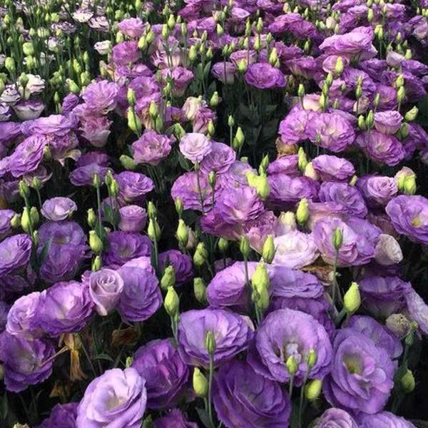 Eustoma / Lisianthus Grandiflorum Seeds - Thornless Rose-60% OFF