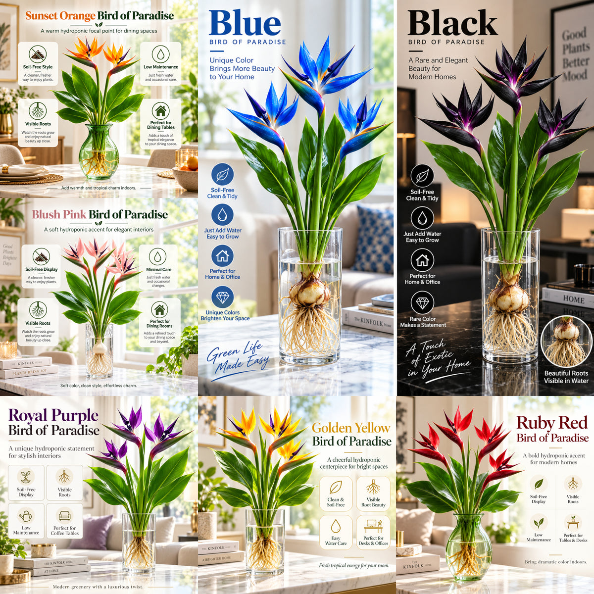 💧🌱Soil Free🕊️ Hydroponic Bird of Paradise Starter – Tropical Water-Grown Indoor Plant