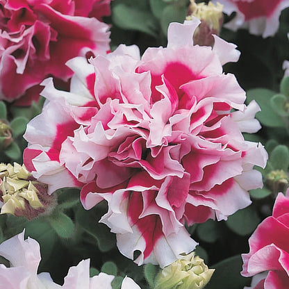 Double Pirouette Petunia Seeds (Red & Salmon) – Award-Winning Ruffled Bicolor Blooms for Hanging Baskets & Containers