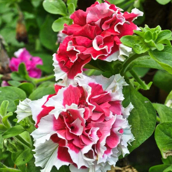 Double Pirouette Petunia Seeds (Red & Salmon) – Award-Winning Ruffled Bicolor Blooms for Hanging Baskets & Containers