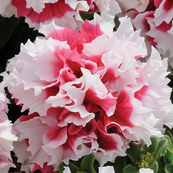 Double Pirouette Petunia Seeds (Red & Salmon) – Award-Winning Ruffled Bicolor Blooms for Hanging Baskets & Containers