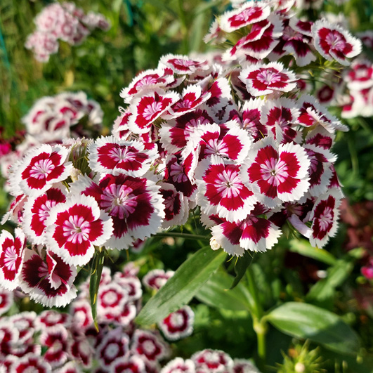 🌸🌸💮💮Strawberry Colored Dianthus Potted Plant seeds