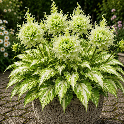 🌸 Variegated Dahlia Bulbs | Vibrant Mixed Color Flowers, Low Maintenance & Easy Planting