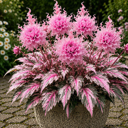 🌸 Variegated Dahlia Bulbs | Vibrant Mixed Color Flowers, Low Maintenance & Easy Planting