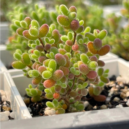 🌱🍬Sweet Citrus Succulent Seeds | Unique Candy-Like Mini Plants🌸