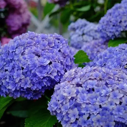 Hydrangea Seeds – Grow Full, Easy Blooms for Your Garden