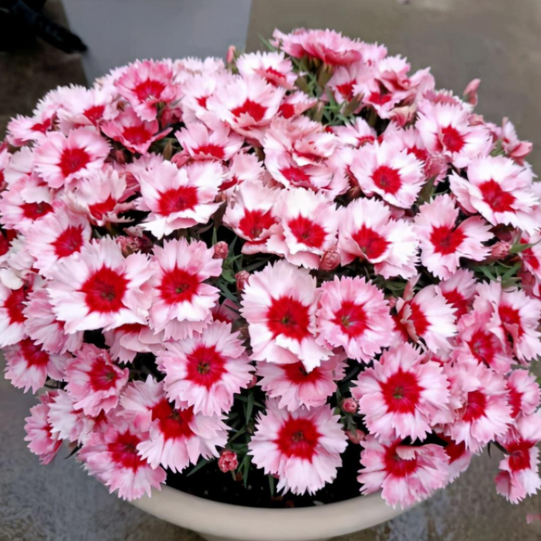 🌸🌸💮💮Strawberry Colored Dianthus Potted Plant seeds