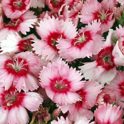 🌸🌸💮💮Strawberry Colored Dianthus Potted Plant seeds