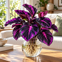 Royal Violet