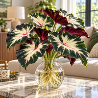 Burgundy Ivory